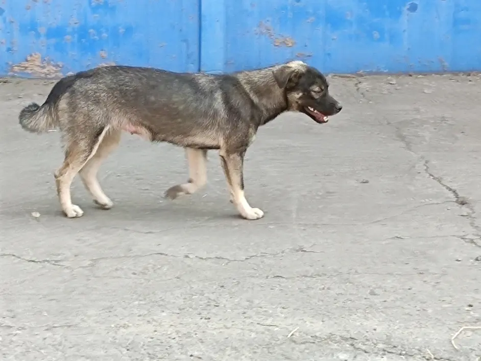 内有恶犬注意宀全 哔哩哔哩