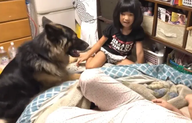 德牧从小跟宠主睡 3岁了还当自己是小狗 跟小主人抢妈妈 哔哩哔哩