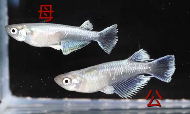 观背青鳉普通体型 光体型 半月体型及公母对比 哔哩哔哩 观背青鳉普通体型 光体型 半月体型及公母对比 哔哩哔哩