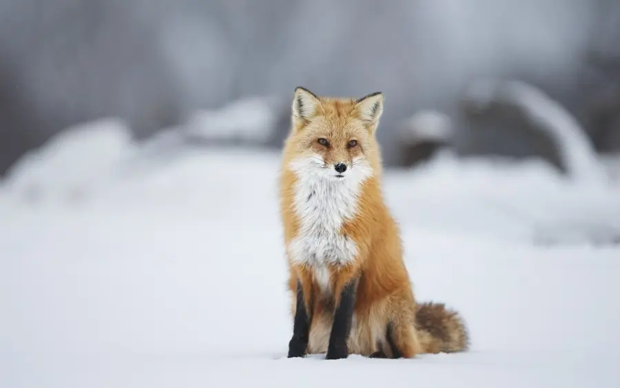 狐说十二狐志 赤狐与北极狐篇 哔哩哔哩