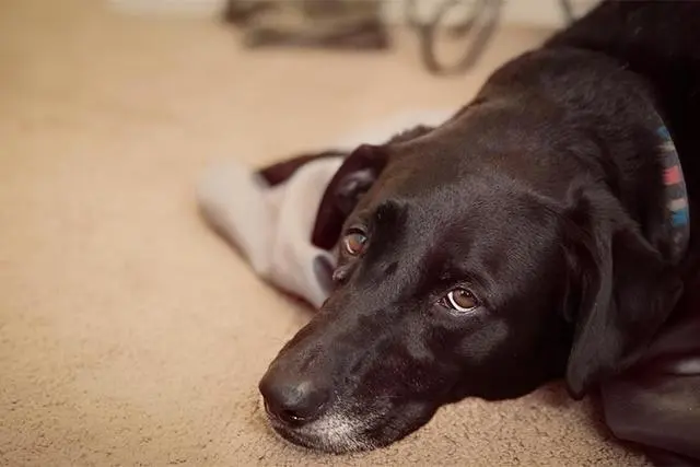 什么是犬疱疹病毒 幼犬的感染致死率更高 主人要留心警惕 哔哩哔哩
