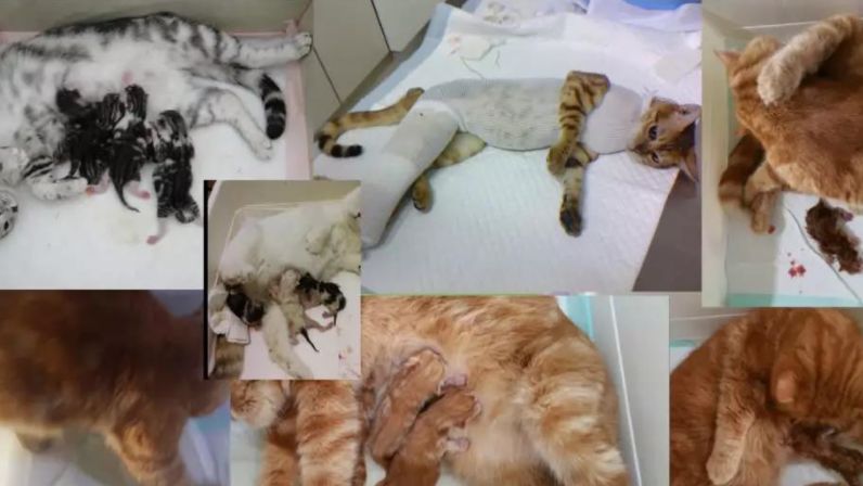 猫分娩与人工介入- 哔哩哔哩
