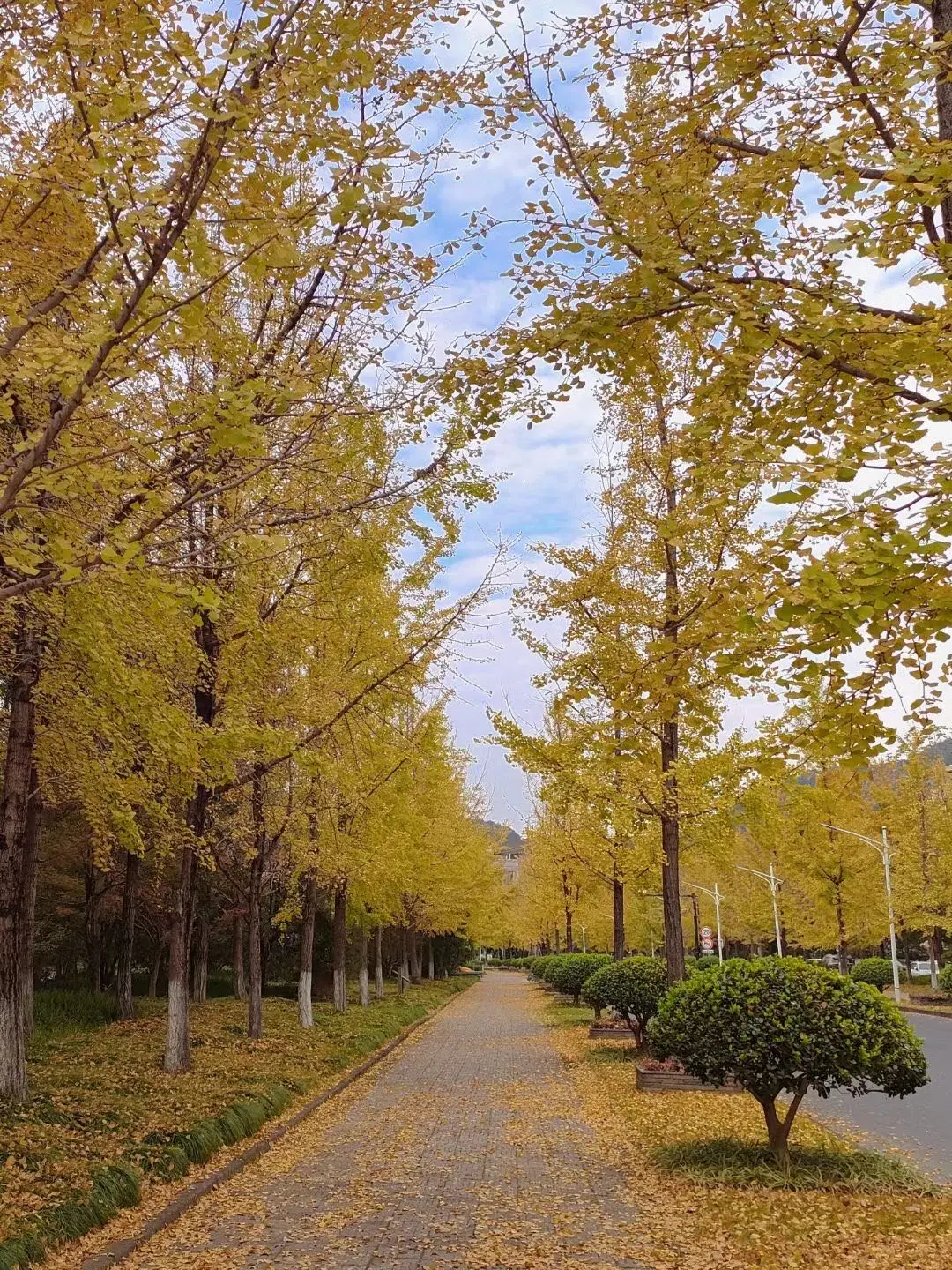 【浙江农林大学校园风光:春华秋实,美不胜收】 - 哔哩哔哩