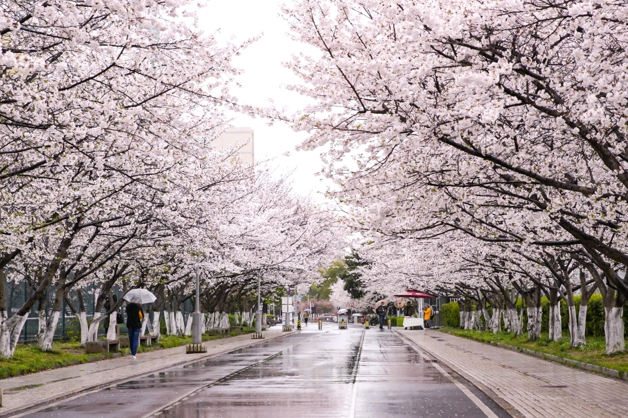 除了武汉大学，还有哪所大学的樱花很漂亮？ - 知乎