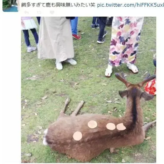 受疫情影响 中国游客锐减 奈良的鹿终于想起自己是吃草的 哔哩哔哩