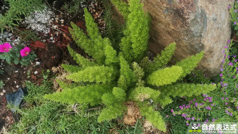 草本植物 狐尾天门冬 哔哩哔哩