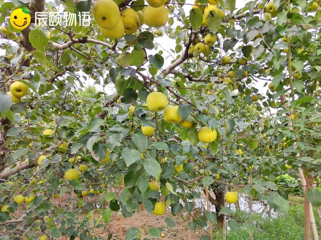 砀山县入选安徽省特色农产品优势区--消费时报