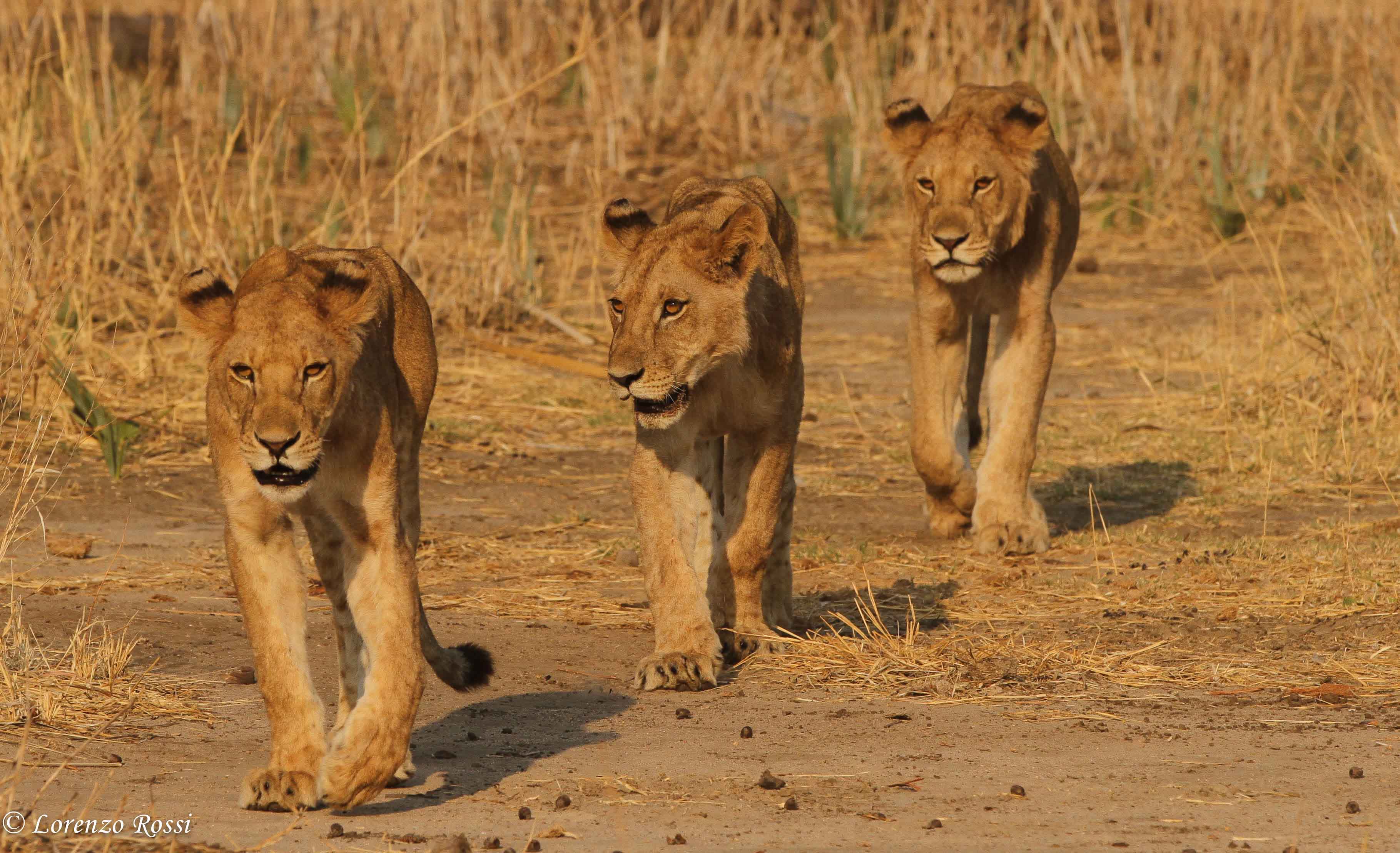 通过30年时间,他明白了为什么大猫里只有狮子群居——走进非洲连载(7)