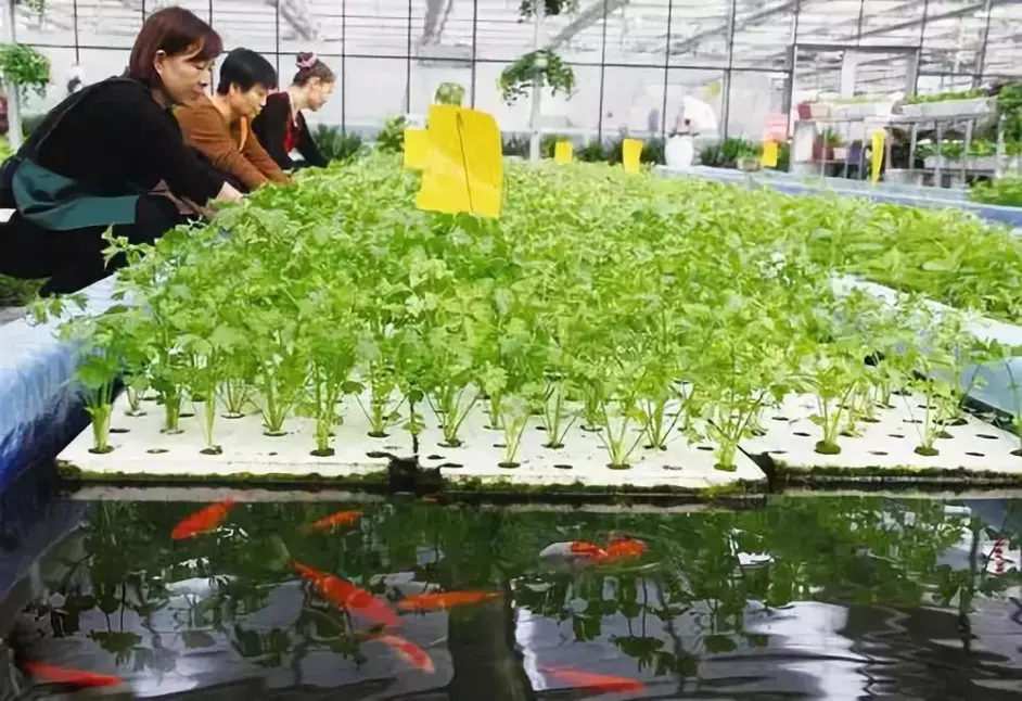 现代农业的基质栽培式鱼菜共生 到底是营销噱头还是技术革命 哔哩哔哩