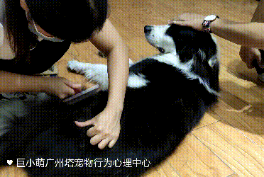 广州训犬课堂 训犬师教你轻松帮狗 擦脚 剪指甲 哔哩哔哩