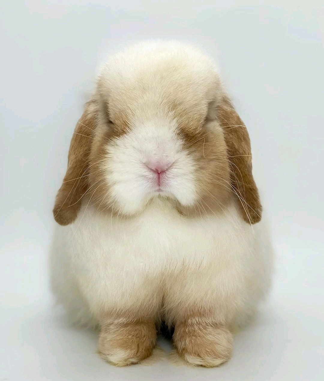荷兰垂耳兔价格_图片_纯种荷兰垂耳兔幼犬多少钱一只_荷兰垂耳兔好养吗-波奇网