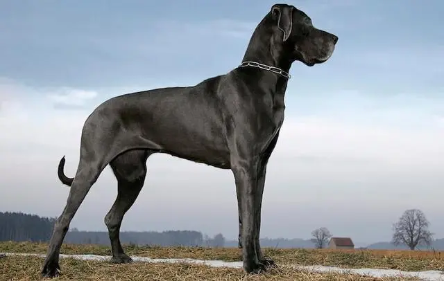 养大型犬好还是小型犬 喜欢安静的人选大狗 喜欢活泼的挑小狗 哔哩哔哩