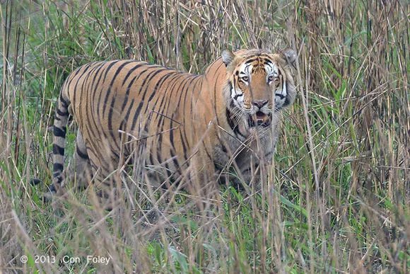 卡齐兰加的老虎图集领略下全世界最大的野生大猫种群上