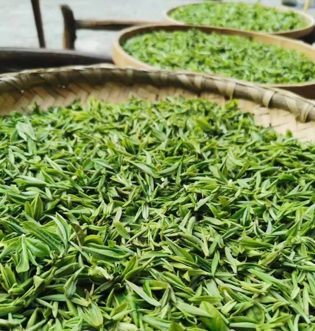 【周末分享】中国茶叶对外贸易的重要中心，经过多次变迁，直到今日仍然是广州、厦门、福州、宁波、杭州、汉口、九江及上海等城市_福鼎市