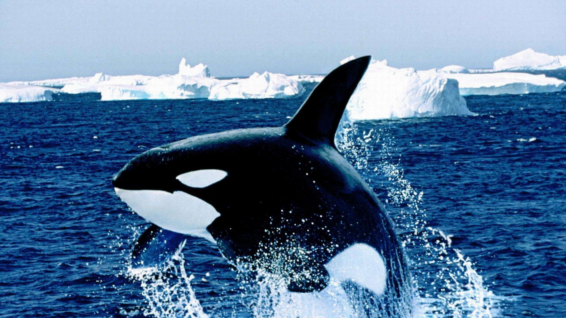 虎鲸在南极洲在冬天 库存照片. 图片 包括有 在前, 海鸥, 海运, 岩石, 鲸鱼, 蓝色, 狮子, 危险 - 110009652