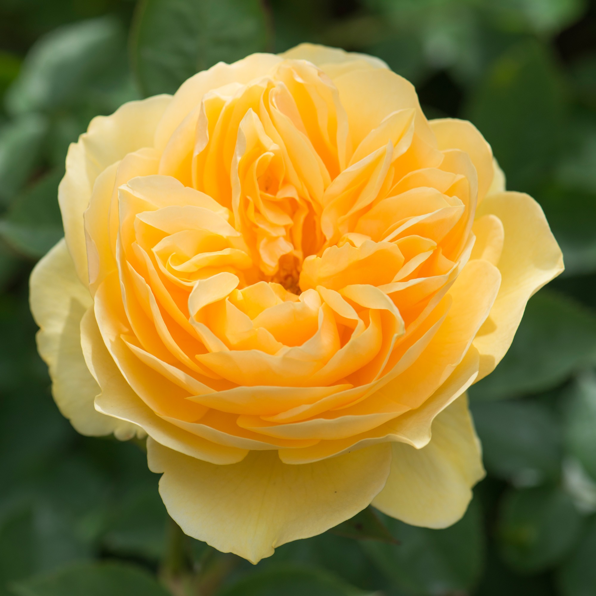 双十一虹越月季老苗盘点经典浓香藤本月季品种推荐