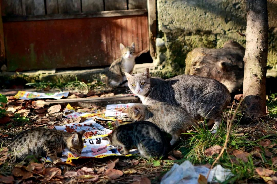 我想带你去浪漫的土耳其:撸猫,共浴