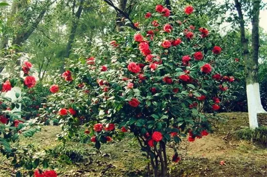 风水上的十大凶树 槐树可招阴寓意凶煞 哔哩哔哩