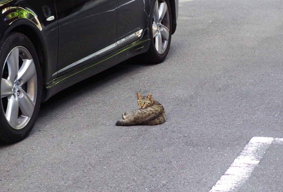 俄罗斯田园猫翻车图片