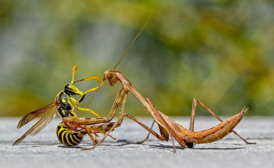 昆虫学基础知识 哔哩哔哩