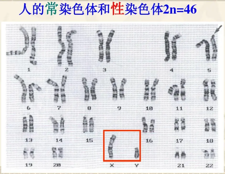 为什么健康的我们 却还会有染色体异常的胚胎 哔哩哔哩