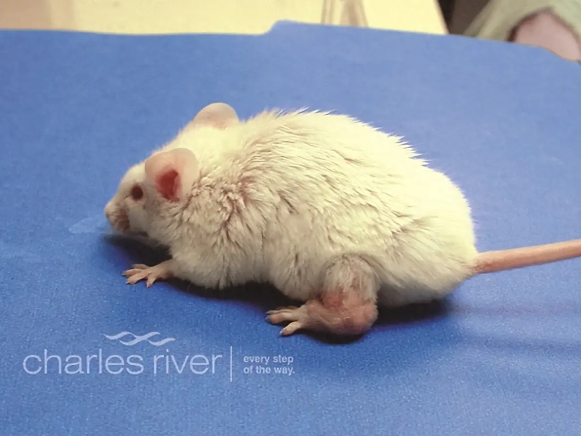 脚趾,关节和足底,养鼠专家要仔细