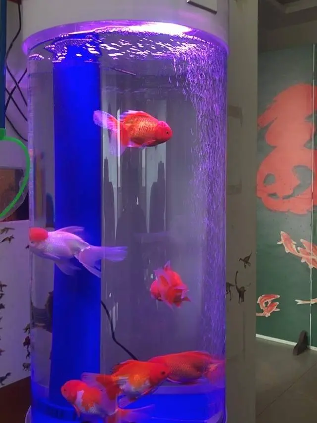 怎么算鱼缸有多少升水 哔哩哔哩