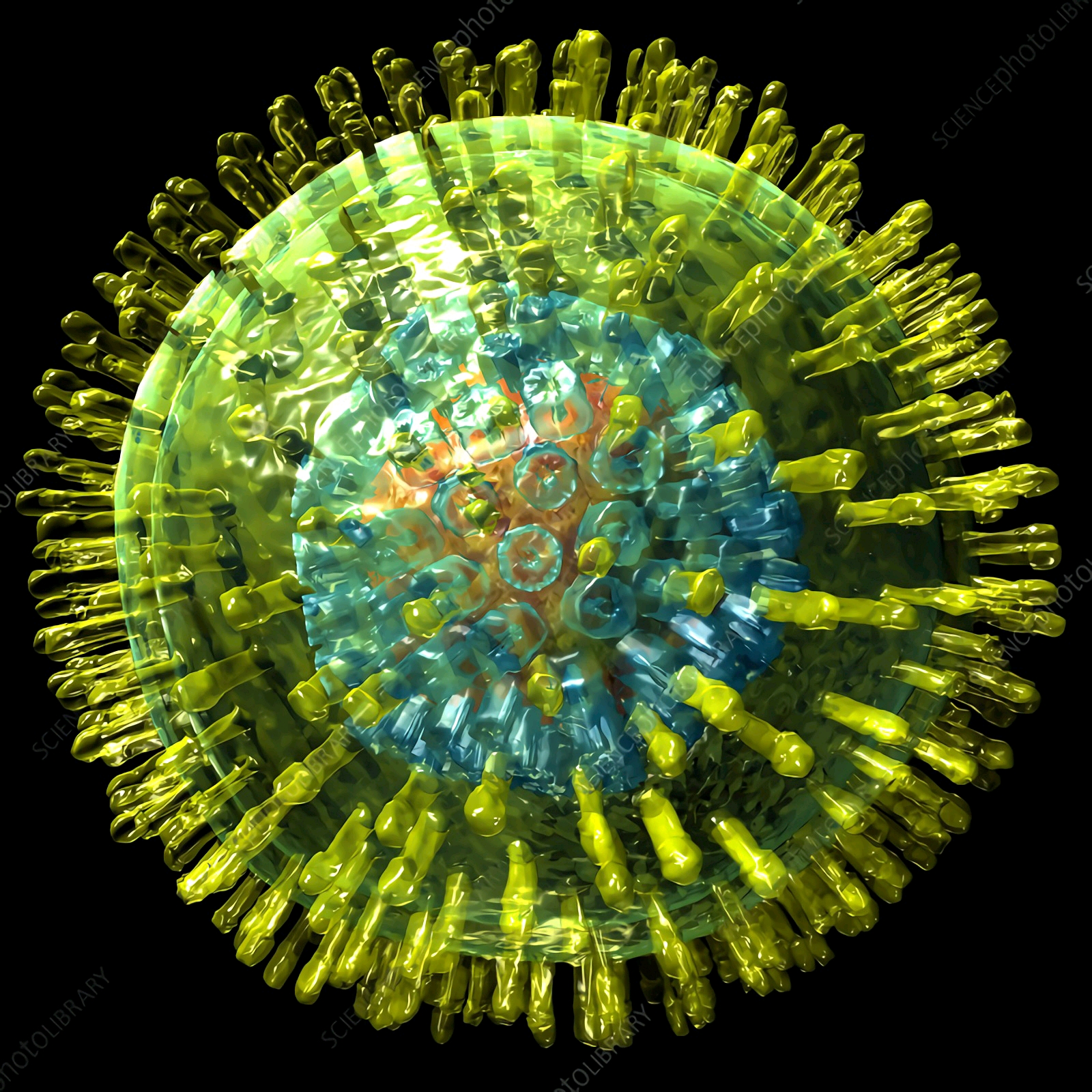 疱疹病毒的代表——单纯疱疹病毒(HSV-1/2、HHV-1/2) - 哔哩哔哩