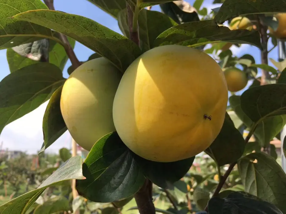 柿子苗的种植栽培技术太秋甜柿如何种植 哔哩哔哩