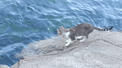 2016-12-13 18:03 来自 360安全浏览器//@土豆动漫: 发现钓鱼的新姿势