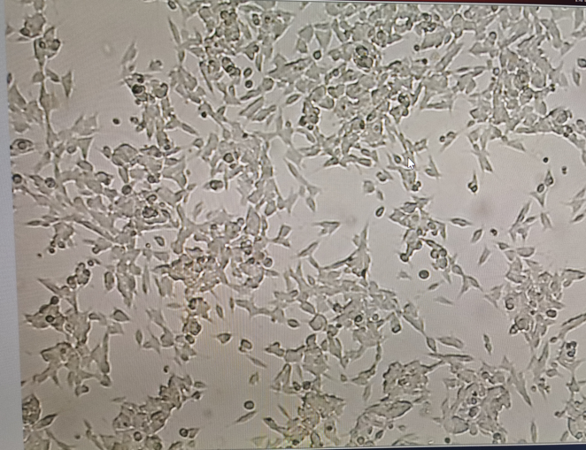 细胞学堂 如何养好SHSY5Y细胞，SHSY5Y细胞培养有哪些细节要注意 哔哩哔哩