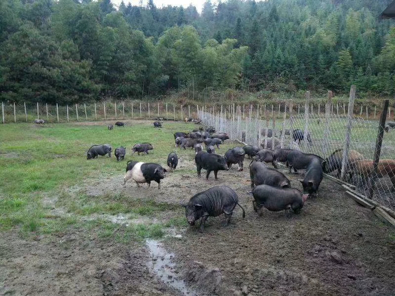 沂蒙黑猪养殖基地图片