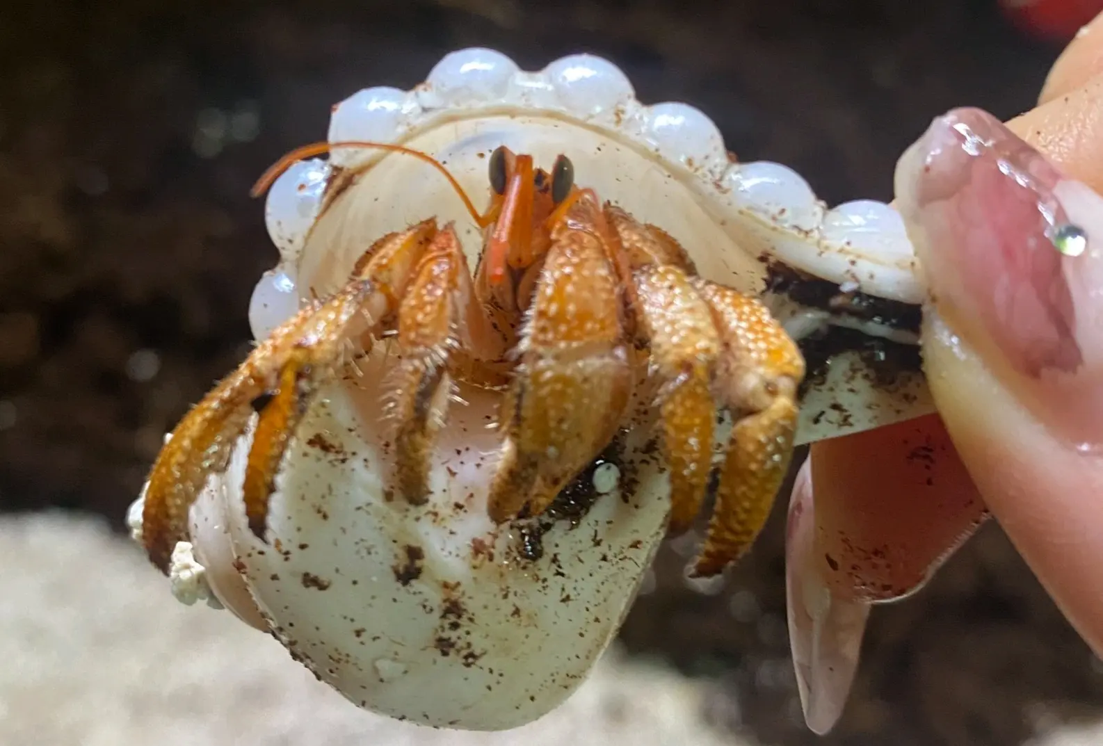 陆寄居蟹最简品种分辨12:草莓寄居蟹