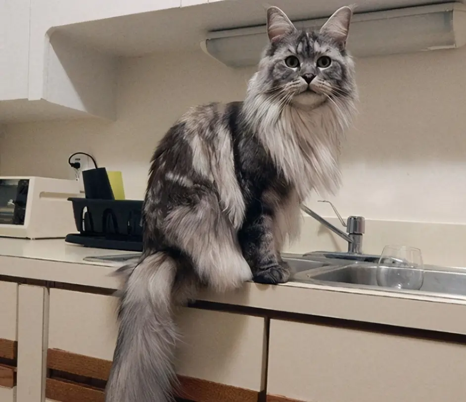 猫界服从性超高的几种猫，主人的命令就是圣旨- 哔哩哔哩 - 猫 水槽