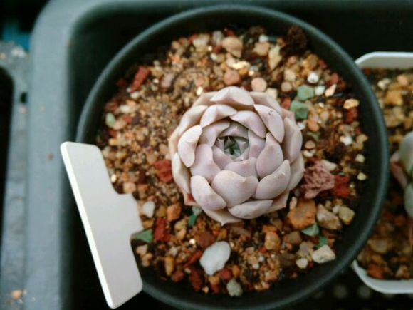 海濱格瑞桑切斯 echeveria halbingeri var. sanchez-mejoradae