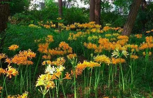 无情花 无义草 地狱花 彼岸花为何这么多名字 它的真名叫什么 哔哩哔哩