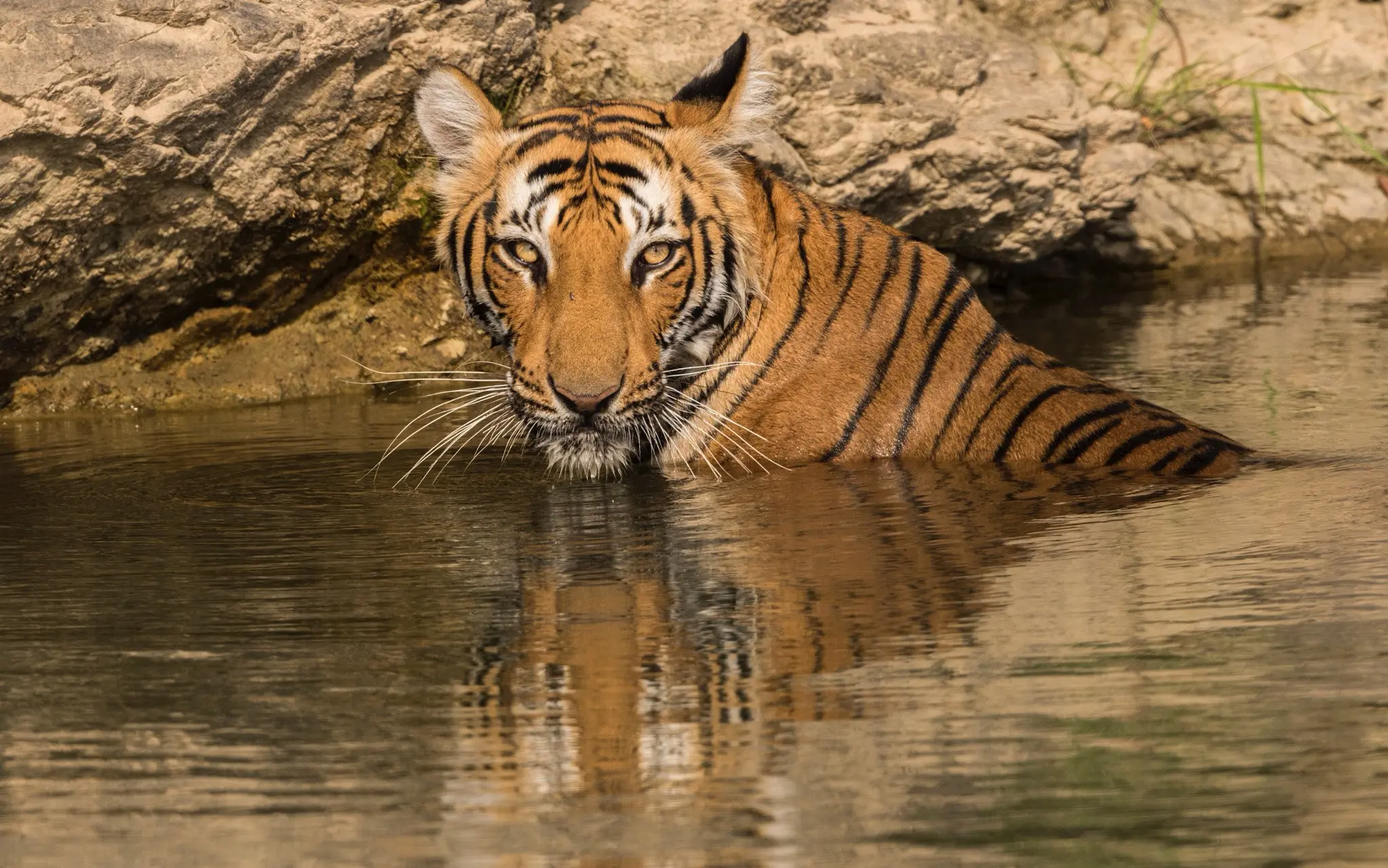 老虎摄影合集7,(淘宝素材) - 哔哩哔哩