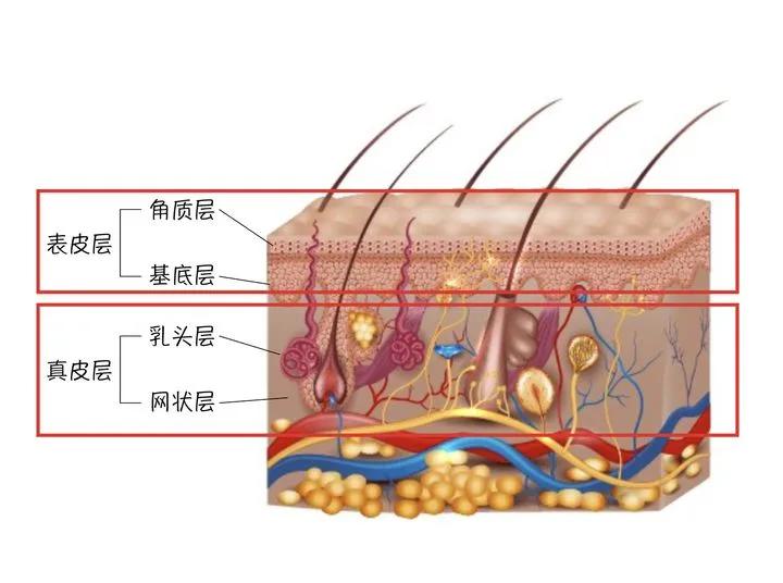 这一层主要是皮肤的老化细胞,有我们关心的细腻度; 而在基底层,布满了