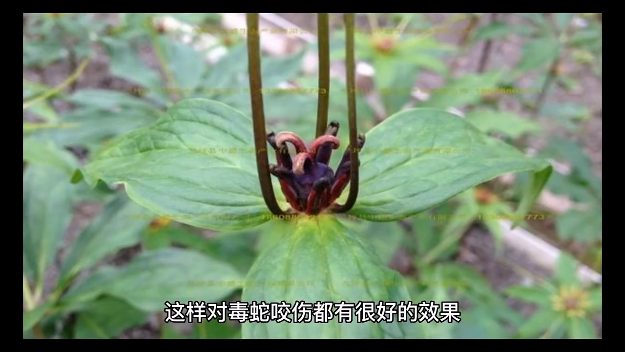 重楼的功效3云南集森农业 - 哔哩哔哩