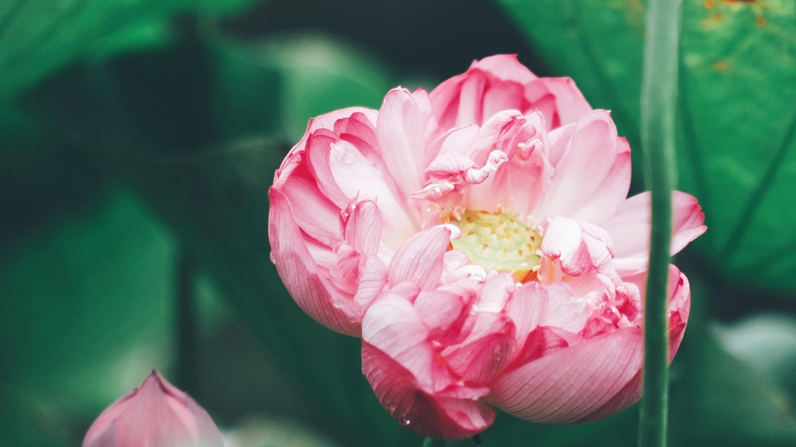 【美图分享108】夏日荷花盛放美景~~荷花十里,清风鉴水,明月天衣