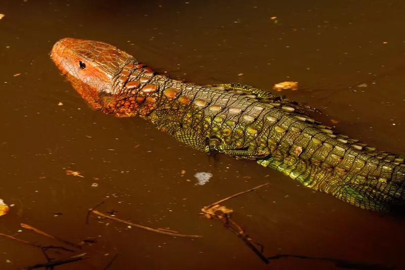秘鲁鳄蜥 | 这难道不是p出来的生物吗?