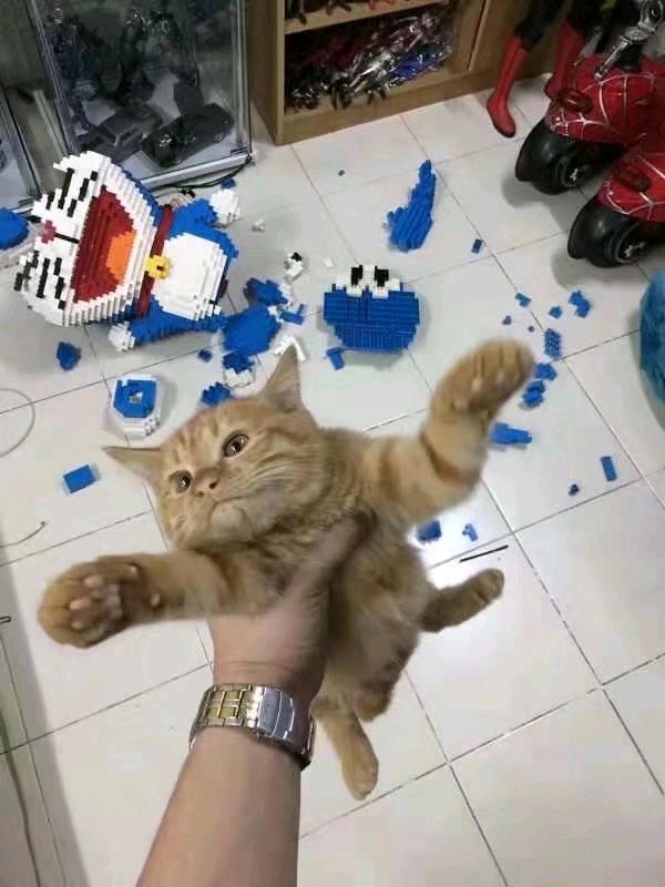 主人将小猫咪拎起来,却没有任何办法"我只是只小猫咪,你只能选择原谅