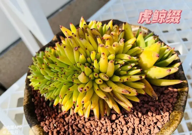 新手必须知道的养护小知识 赶紧收藏 哔哩哔哩