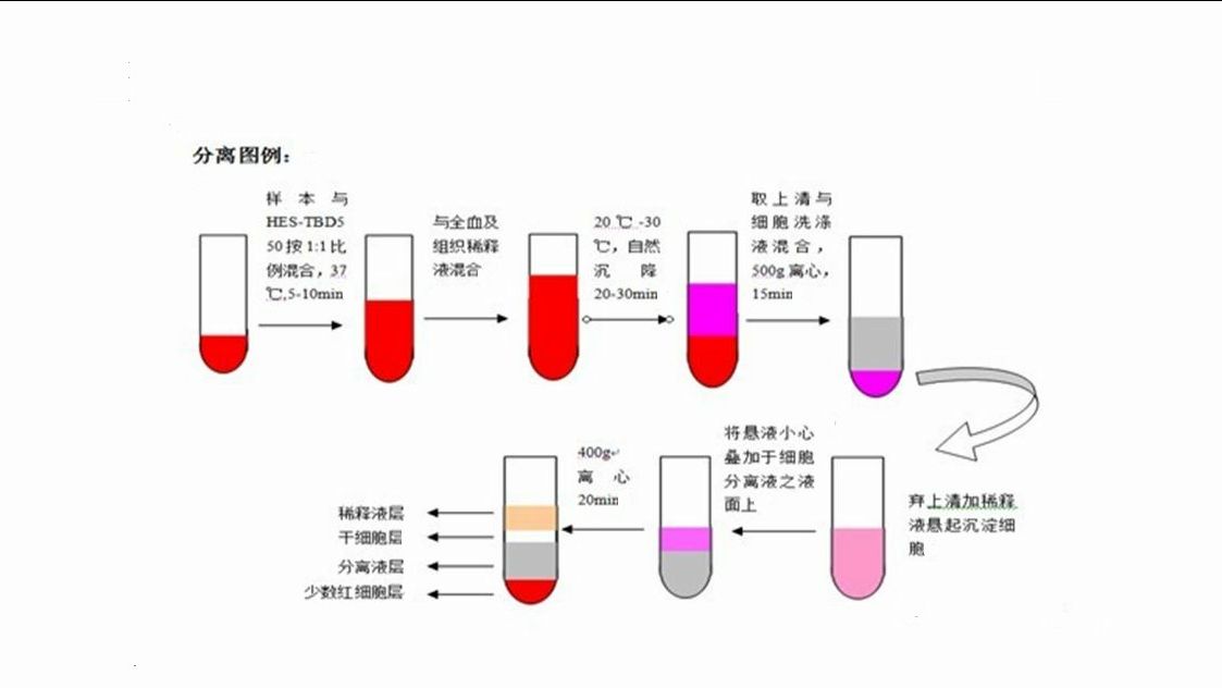 【生物科研protocol】B淋巴细胞分离技术 - 哔哩哔哩