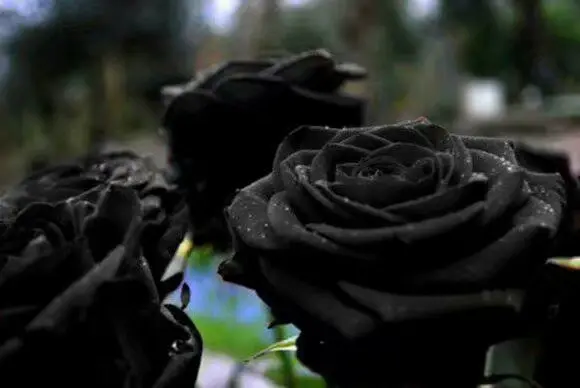 黒バラ 花言葉は 決して滅びることのない愛 哔哩哔哩