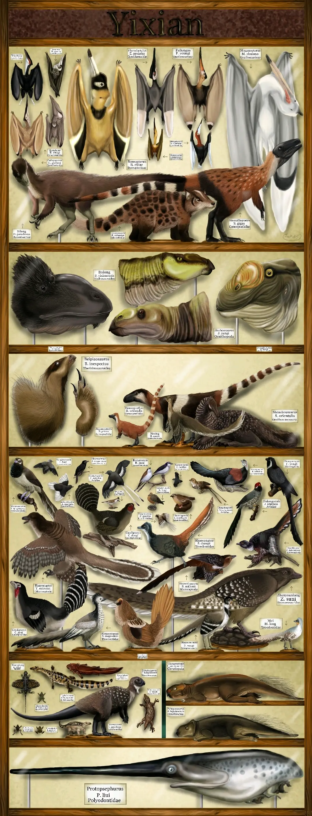分享古生物图片