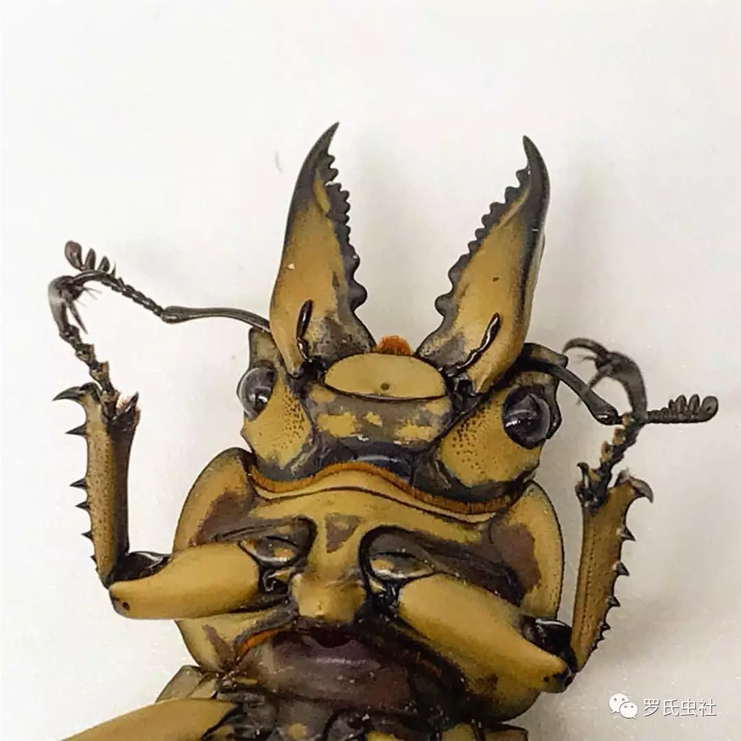 浑身散发金黄光泽的色虫 全面详解黄金鬼锹属