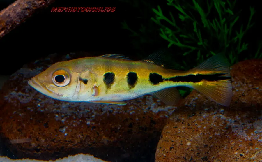 孔雀鲈图鉴之阿根廷丽鱼,眼斑三间不是眼斑鲷 - 哔哩哔哩