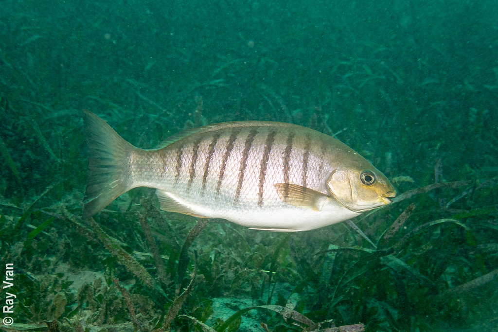 悉尼个人鱼类记录(21)三尖鱾