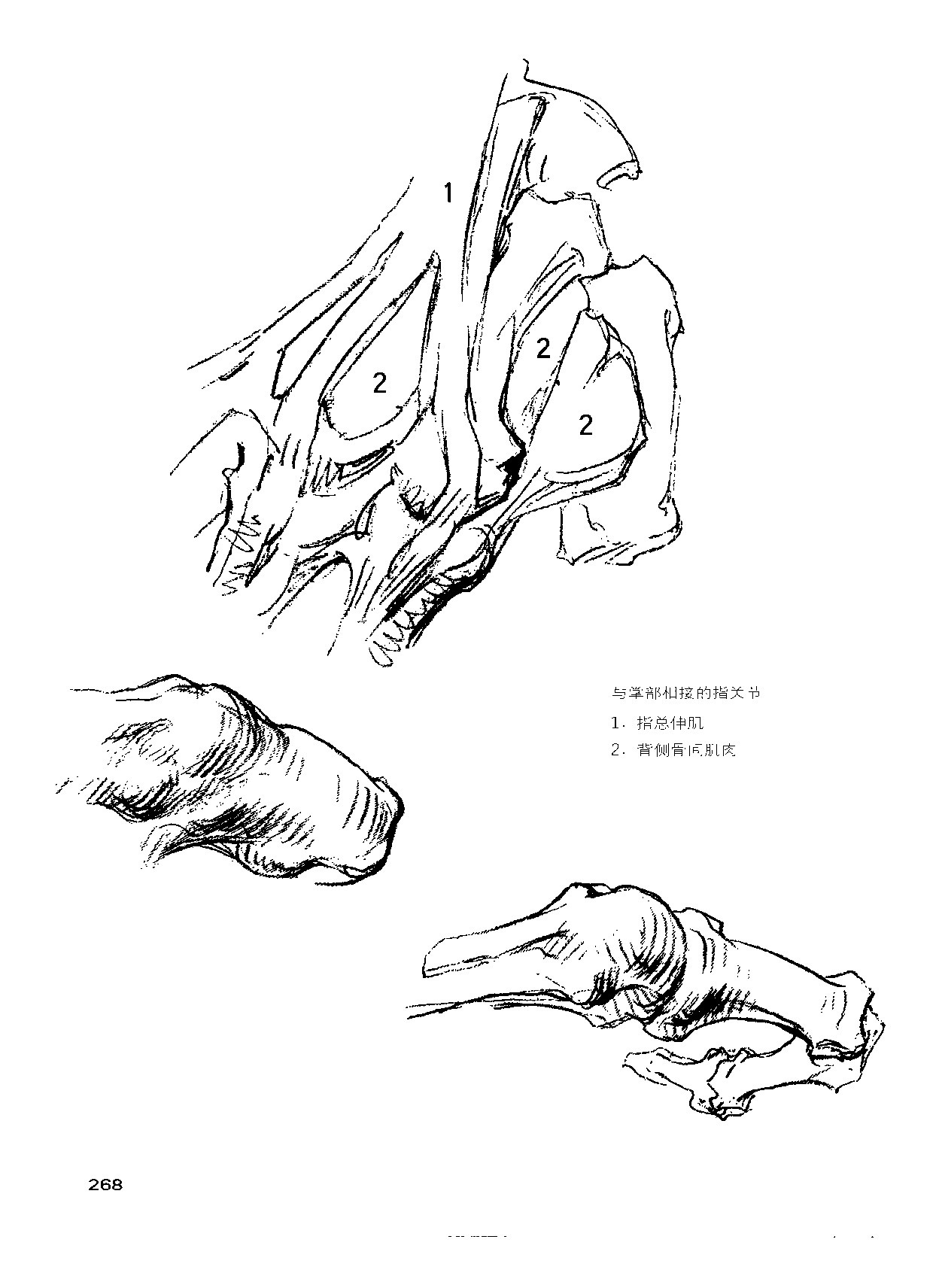 来跟仙儿菲一起研究"伯里曼"